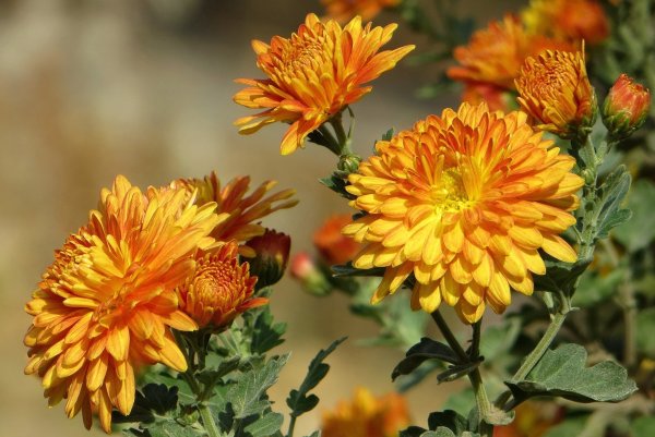 Хризантема Венди ред