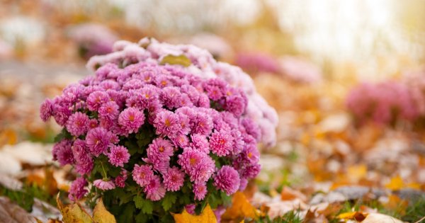 Осенний букет астры Дубки