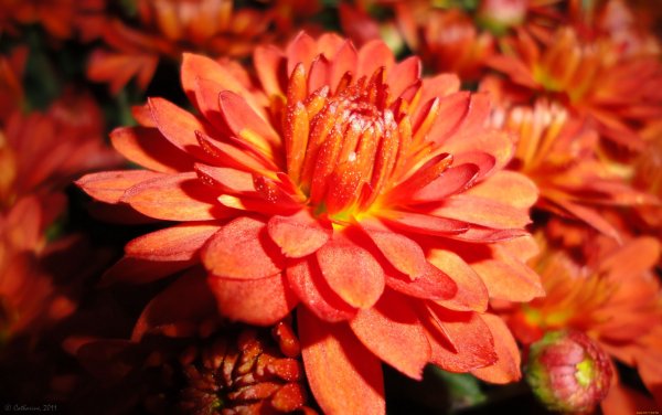 Хризантема Золотая осень