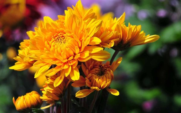 Хризантема Золотая осень