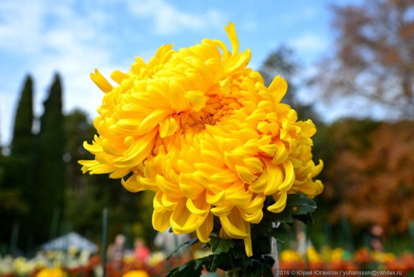 Осень хризантемы