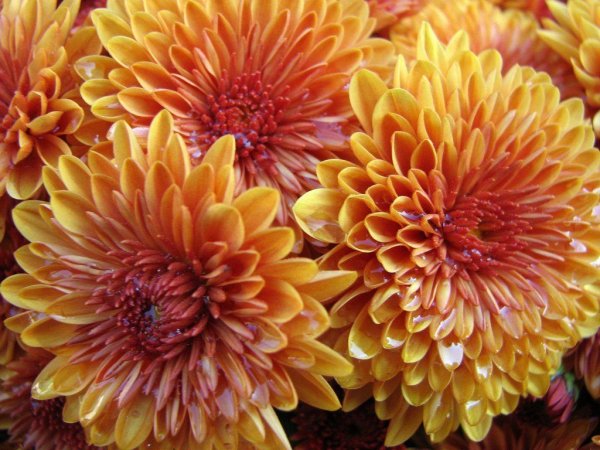 Хризантема Вильям оранж