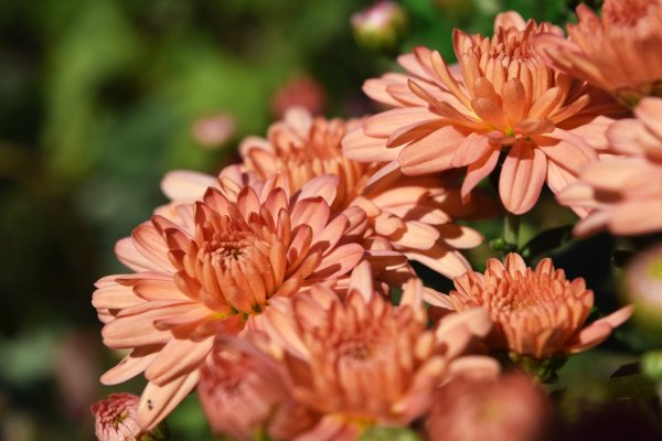 Хризантемы сорта Гайдар