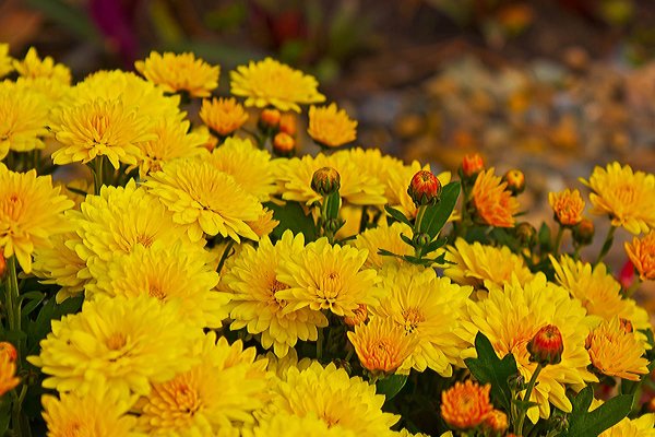 Хризантема листопад