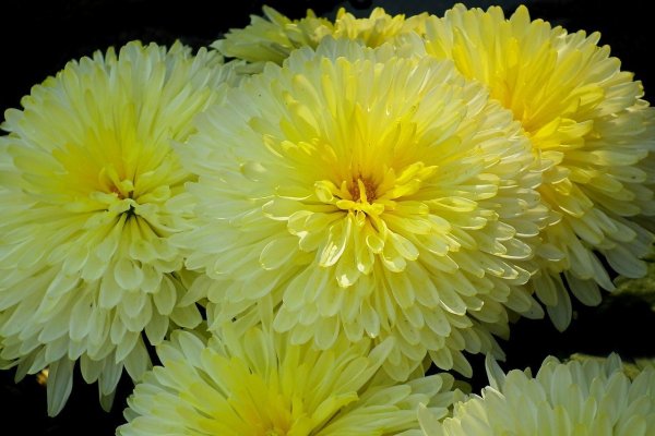 Хризантема игольчатая желтая