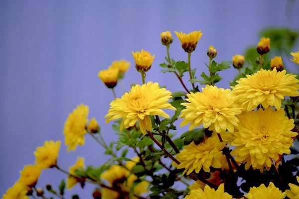 Жёлтые хризантемы