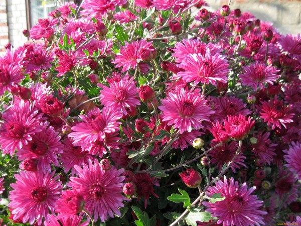 Хризантема Розея