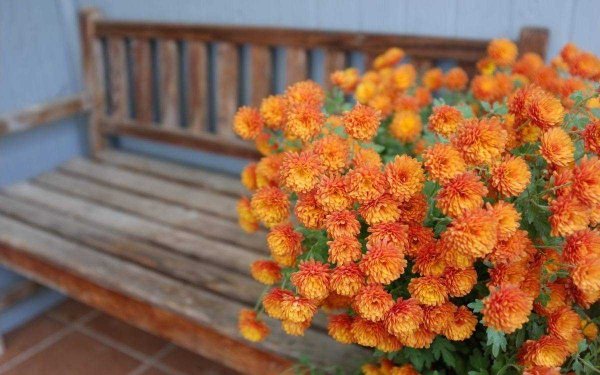 Осенние хризантемы в саду