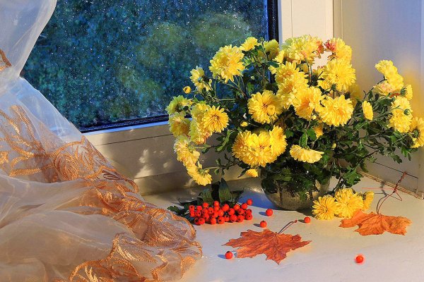 Осенние хризантемы