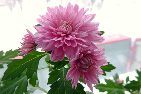 Хризантема Тула