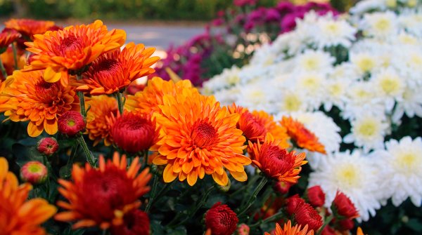 Хризантема корейская бархатная осень смесь