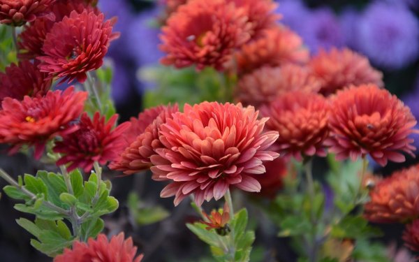 Хризантема Hanenburg Red