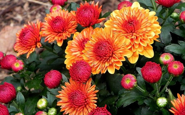 Хризантема георгиновидная