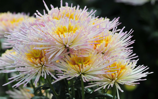 Хризантема дальневосточница