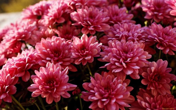 Хризантема корейская Спонтайм