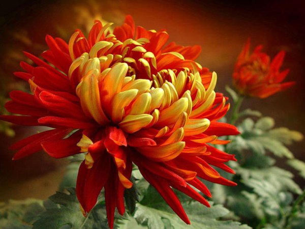 Хризантема Наташа