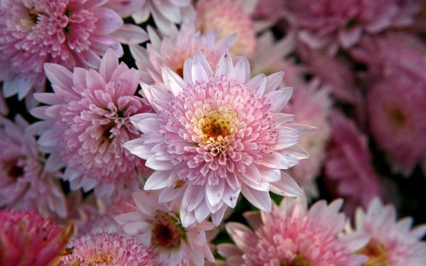 Хризантема Лейси Пинк