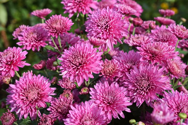 Хризантема мультифлора Сильвер