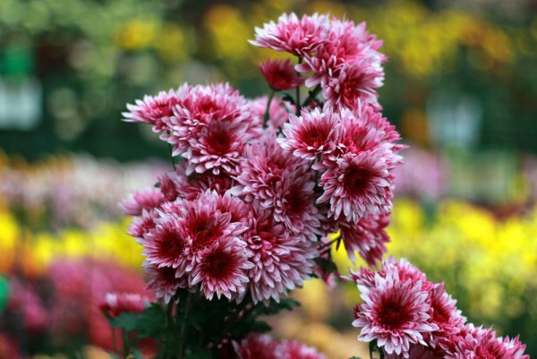 Хризантема Рэдклифф