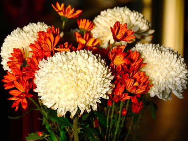 Хризантема Роял Уайт