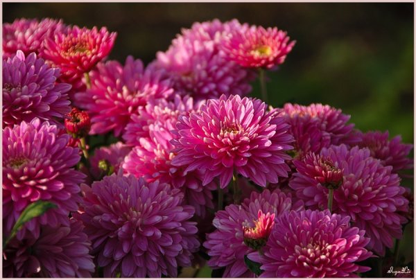 Астра хризантемная