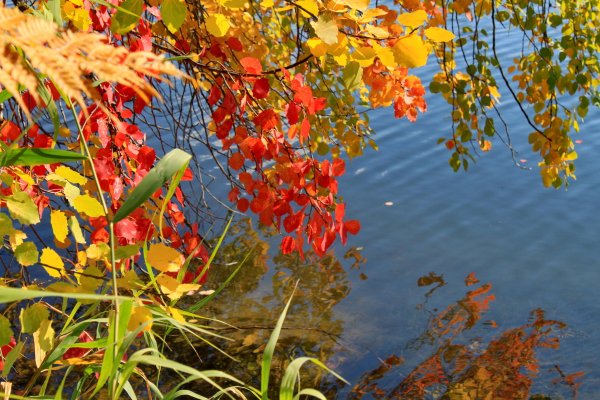 Очарование осени