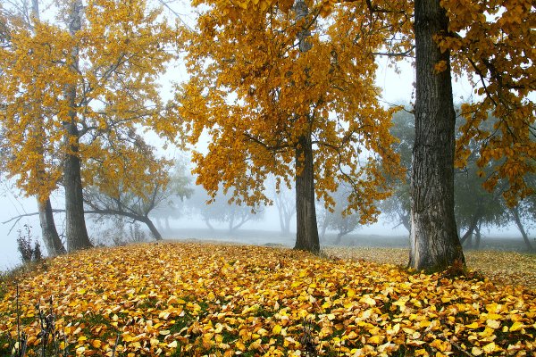 Конец сентября природа