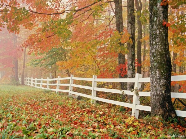 Осенний лес сентябрь