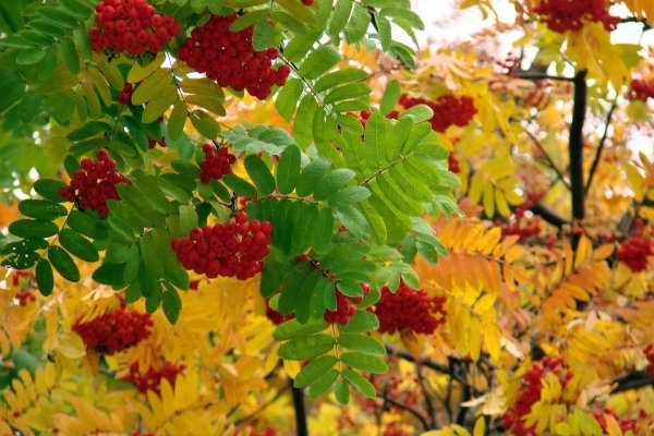 Рябина осень Золотая природа