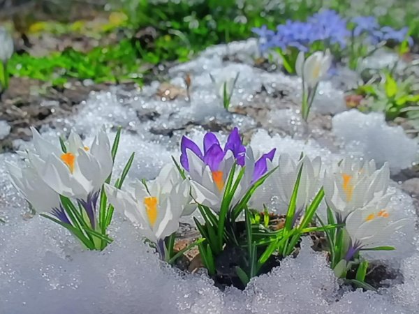 Подснежники эдельвейсы