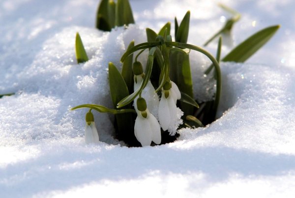 Первые подснежники