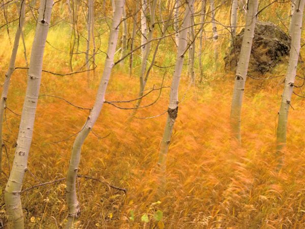 Трава в осеннем лесу