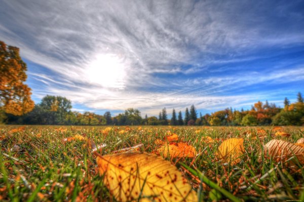 Осенняя лужайка