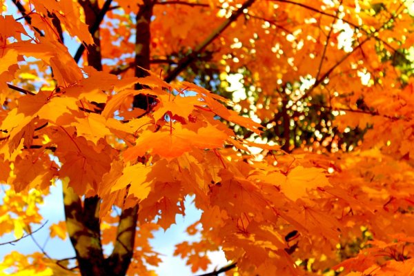 Осень очей очарованье