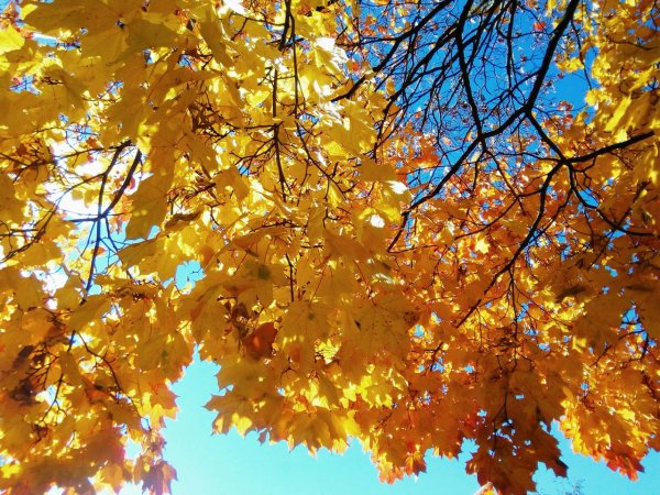 Осень очей очарованье