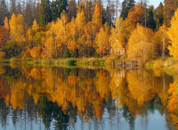 Осенний лес с озером