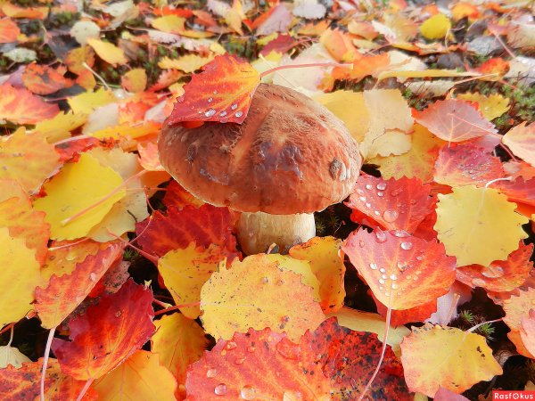 Осень пора листопада
