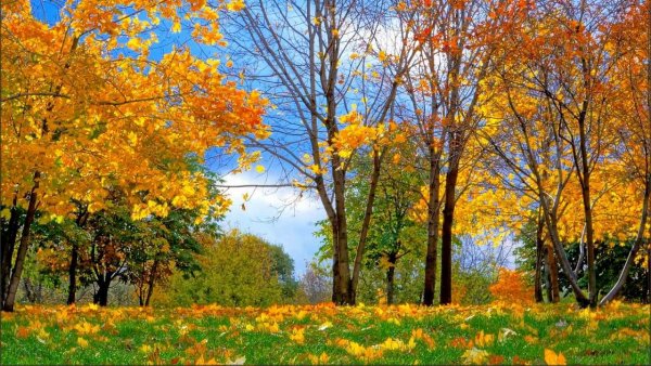 Осень чудесная пора