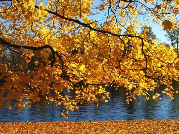 Золотая осень