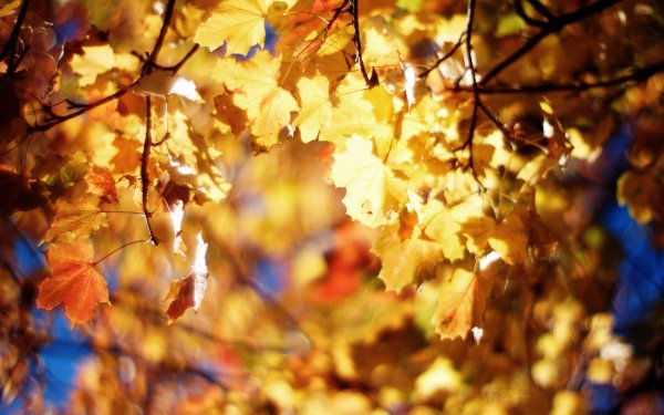 Осенняя пора