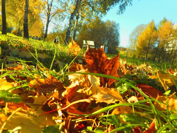 Золотая осенняя пора