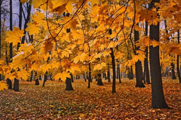 Золотая осень очей очарованье