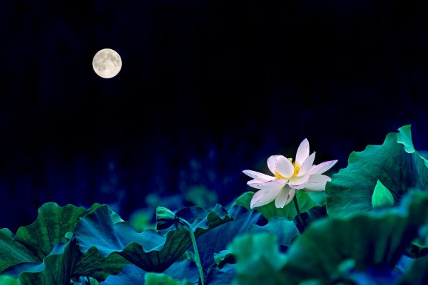 Лотос и Луна