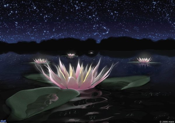 Кувшинка фэнтези