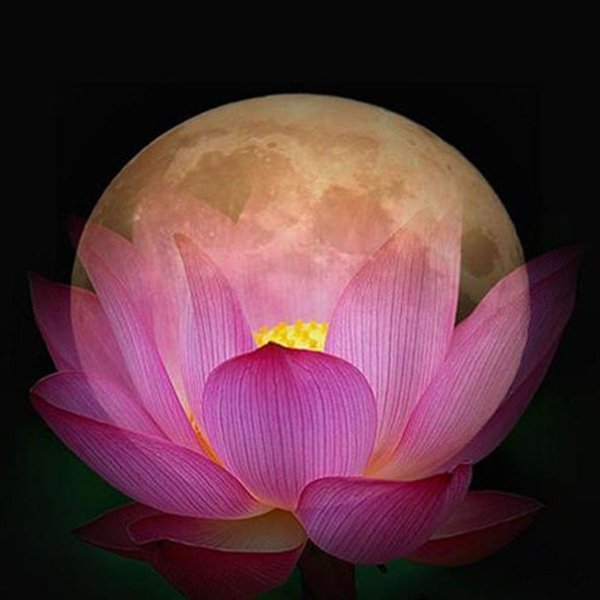 Ночной Лотос