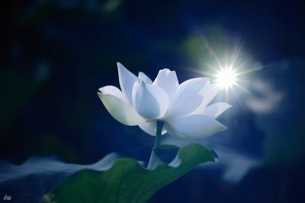 Лунный цветок.