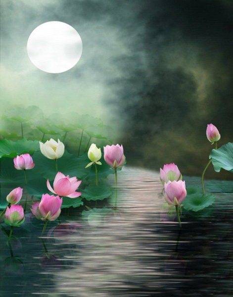 Спокойной ночи Лотос