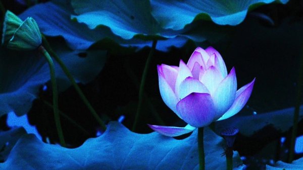 Утпала Лотос