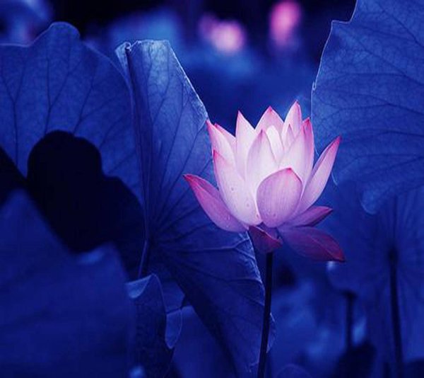 Лотос ночью