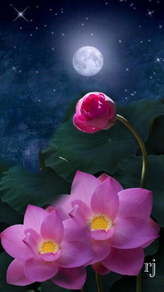 Красивые ночные цветы